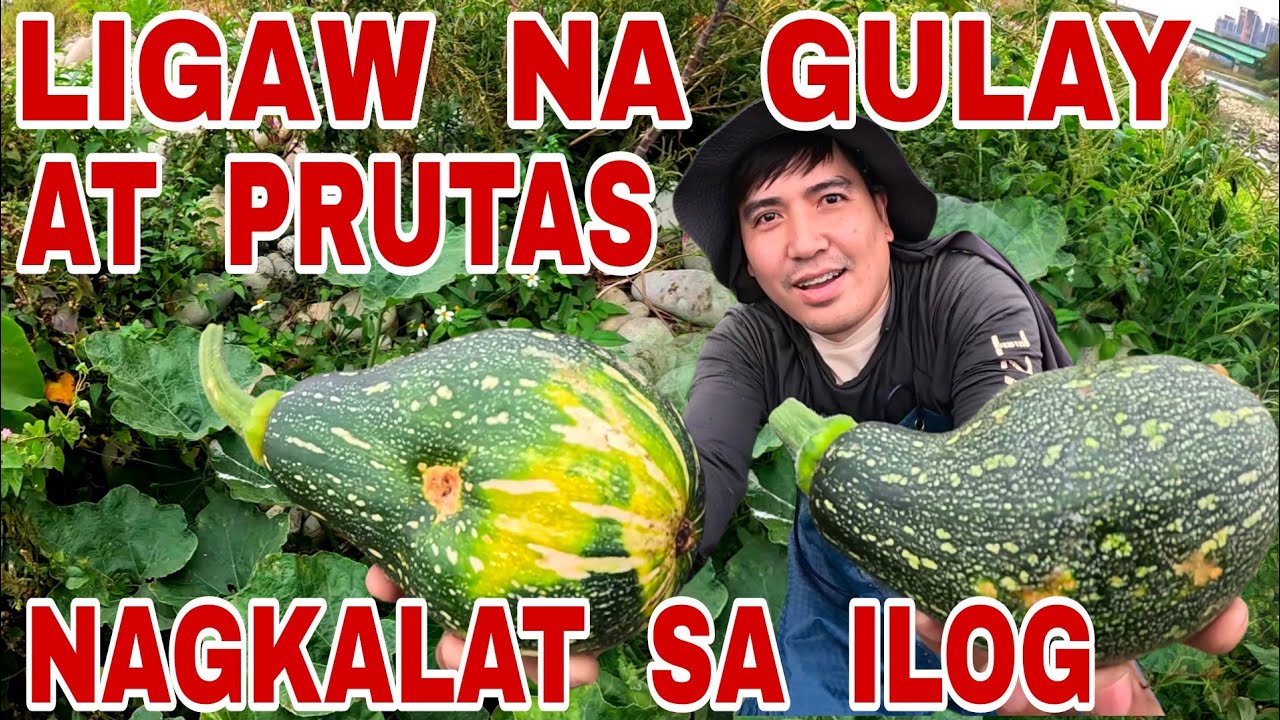 Muntik Nako Malason Sa Kinain Ko! Dambuhalang Kalabasa Sa Gilid Ng Ilog