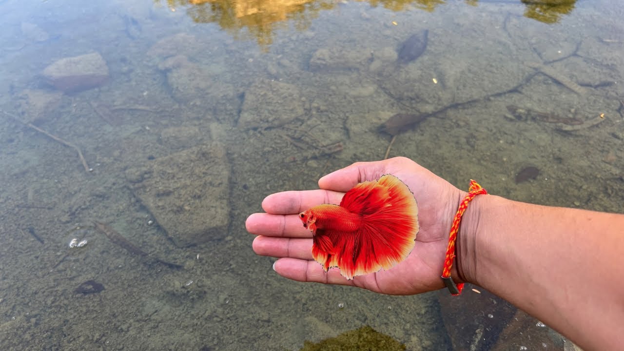 Beautiful halfmoon betta fish were found and caught By PinG Fishing TV#fishing #fish 