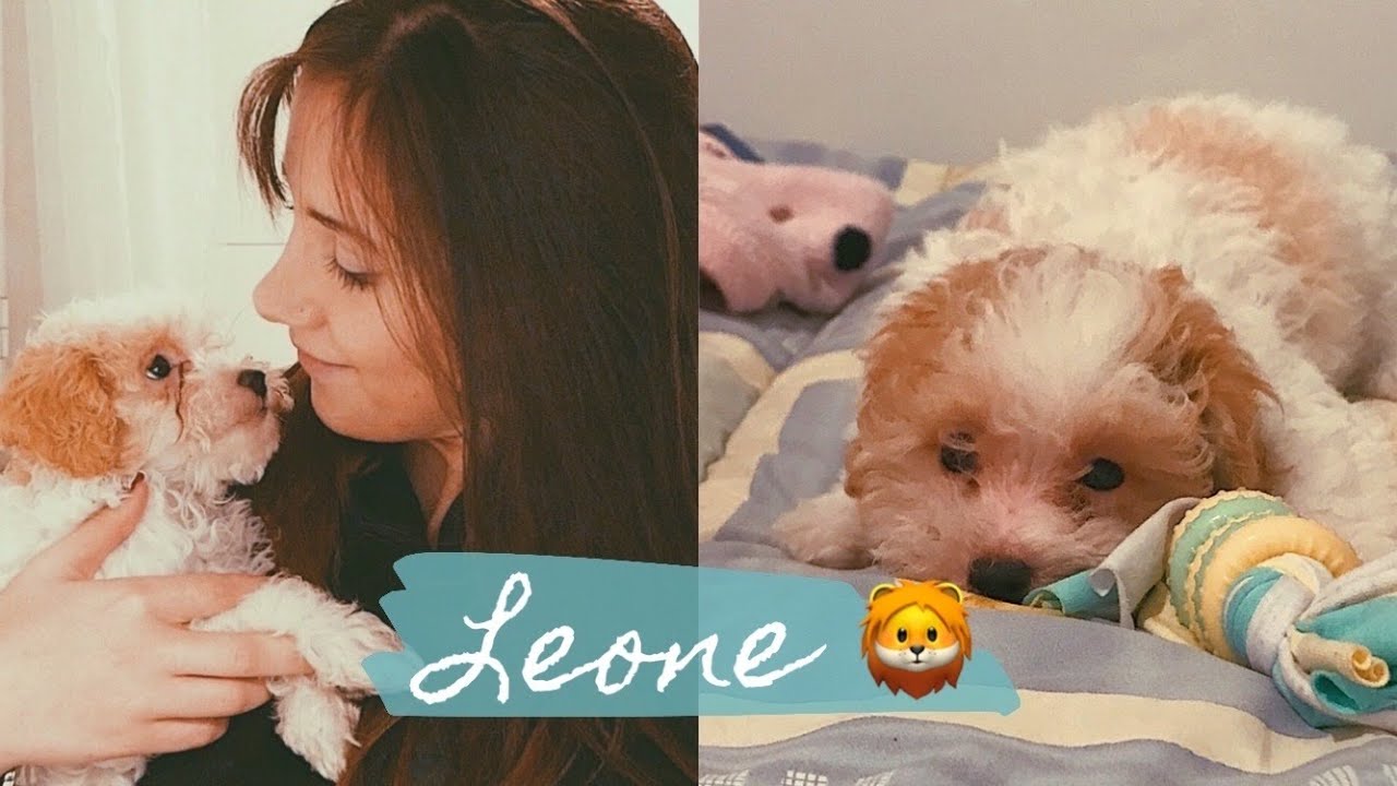 Vi presento Leone! Barboncino Toy | Francesca's Experience