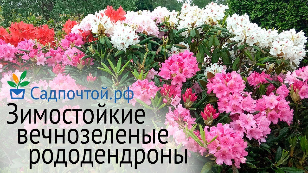 Зимостойкие вечнозеленые рододендроны финской селекции, правильная посадка