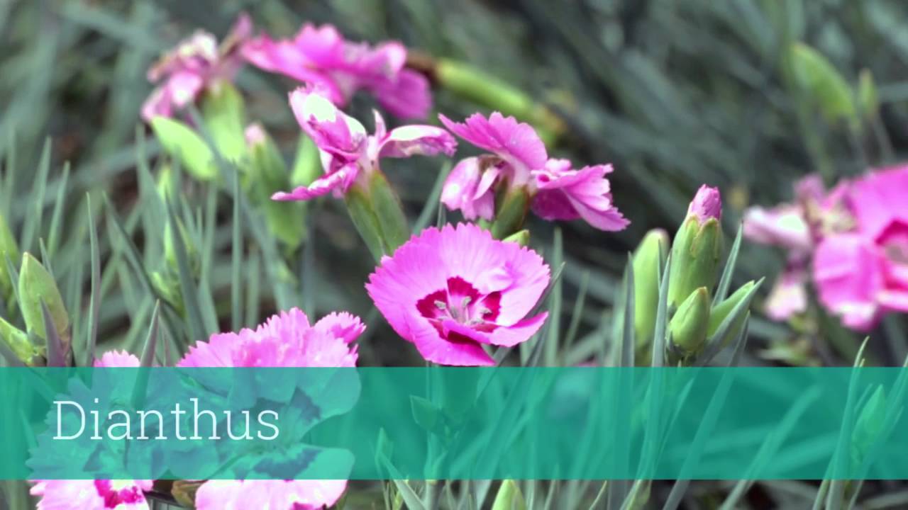 Create a Perennial Pollinator Garden
