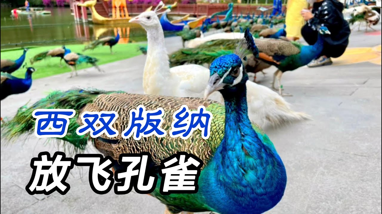 西雙版納森林公園看孔雀，巴迪狗狗太頑皮，掙脫繩索差點闖禍Looking at peacocks in Xishuangbanna Forest Park#旅行#自駕遊#雲南#房車旅行#狗狗