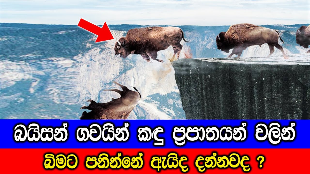 බයිසන් ගවයින් කඳු ප්‍රපාතයන් වලින් බිමට පනින්නේ ඇයිද දන්නවද ?