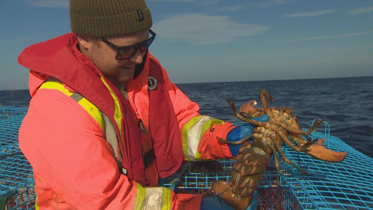 Land & Sea: Lobster hope