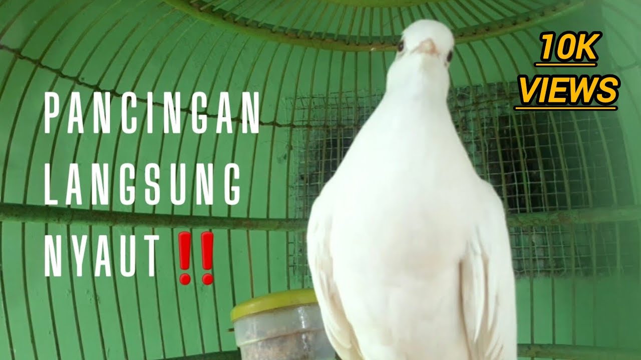 Pancingan suara burung puter putih gacor ‼
