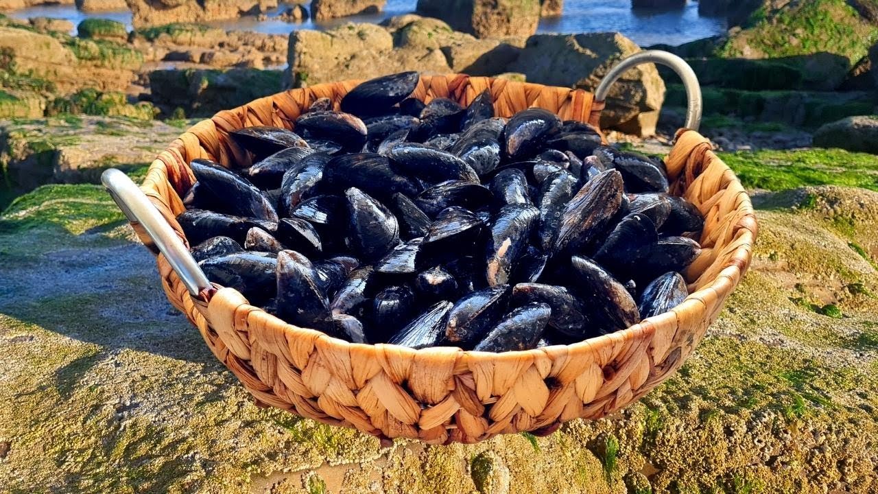 Coastal Foraging - Mussels. Picking & Cooking Mussels.Catch and Cook Mussels - (Delicious and Easy!)