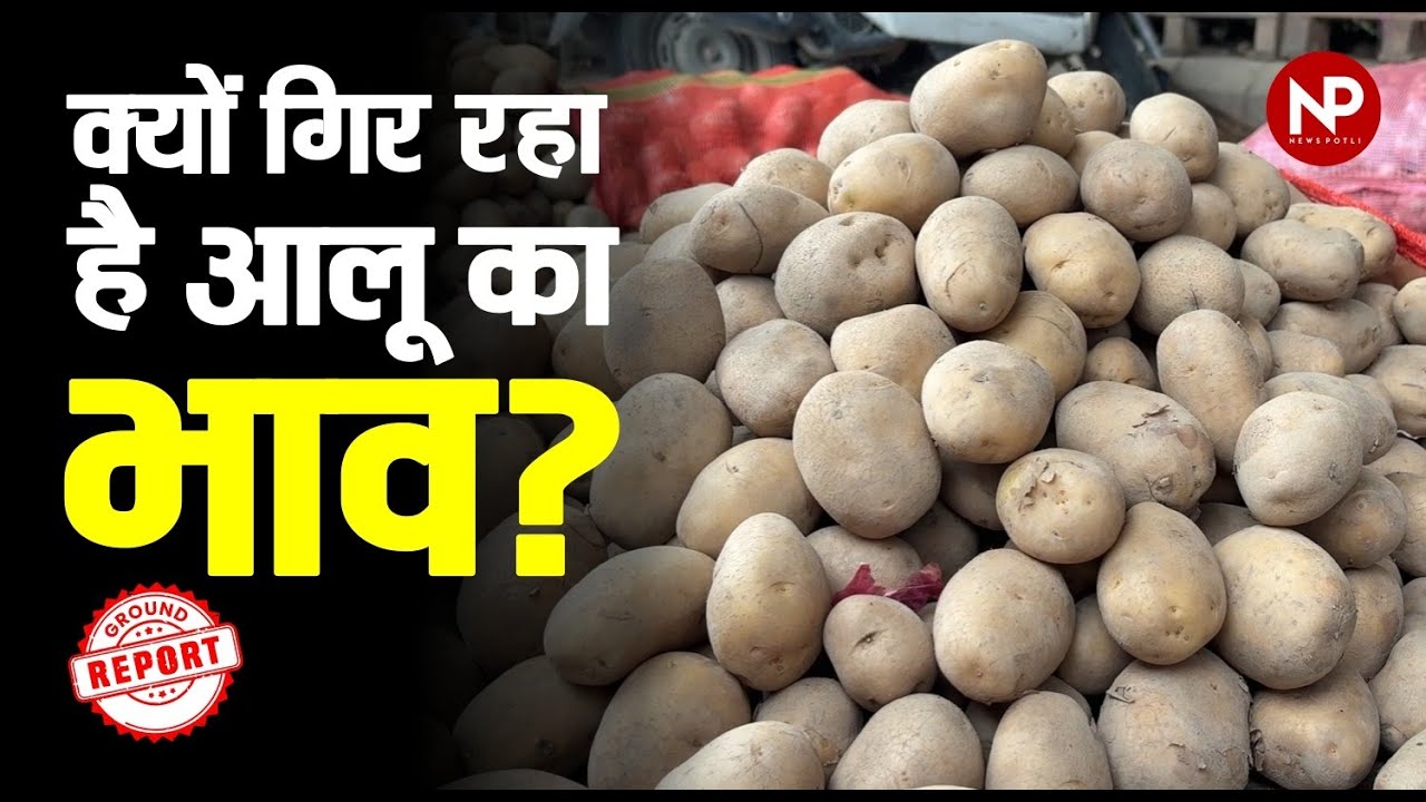आलू का भाव क्यों गिर रहा है? UP और West Bengal की aalu मंडियों से Ground Report #potatopricetoday
