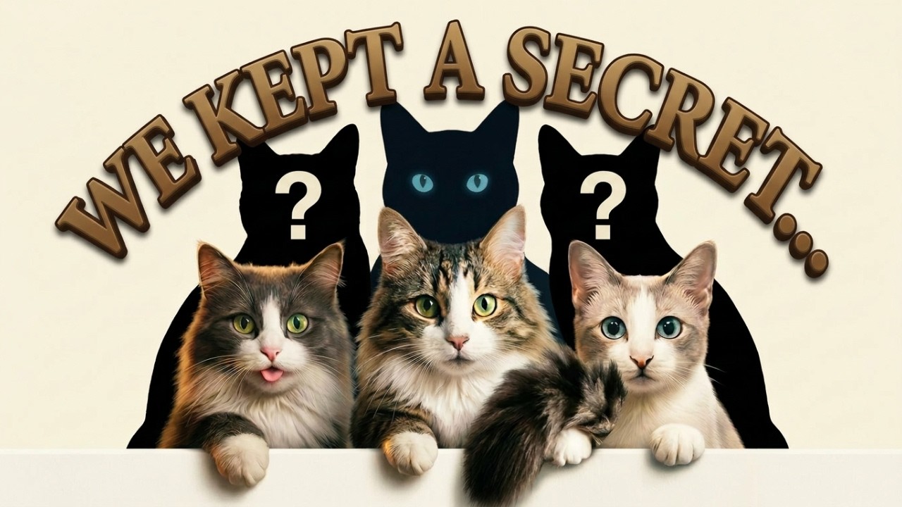 We've Been Hiding 3 Rescue Cats From You...[Aesthetic Cat Vlog#001]