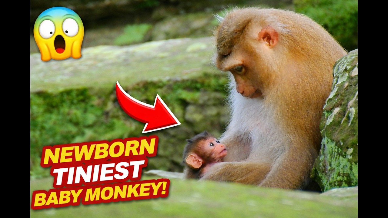 Meet the Tiniest Baby Monkey in the Amber Troop! 😍