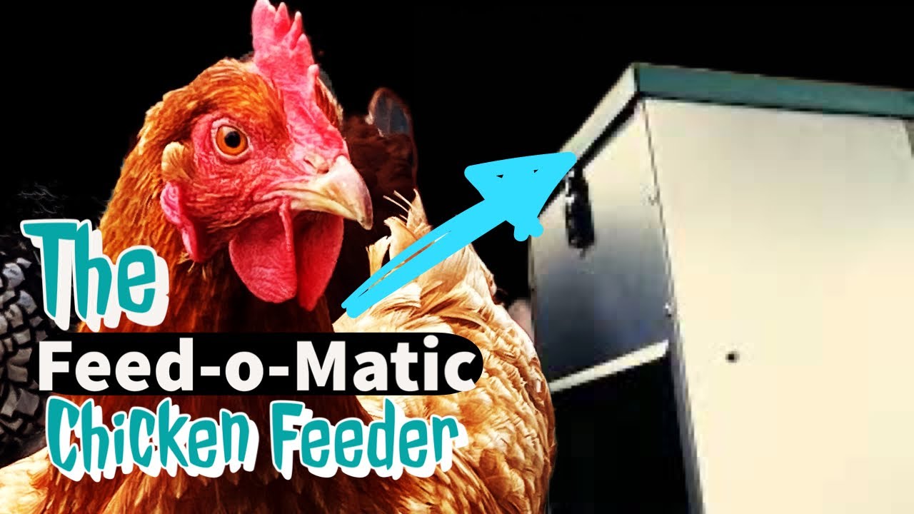The Feed-O-Matic Chicken Feeder