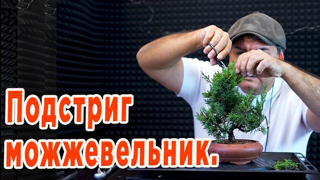 Рассадил очередной Китайский Можжевельник. Бонсай из Можжевельника.