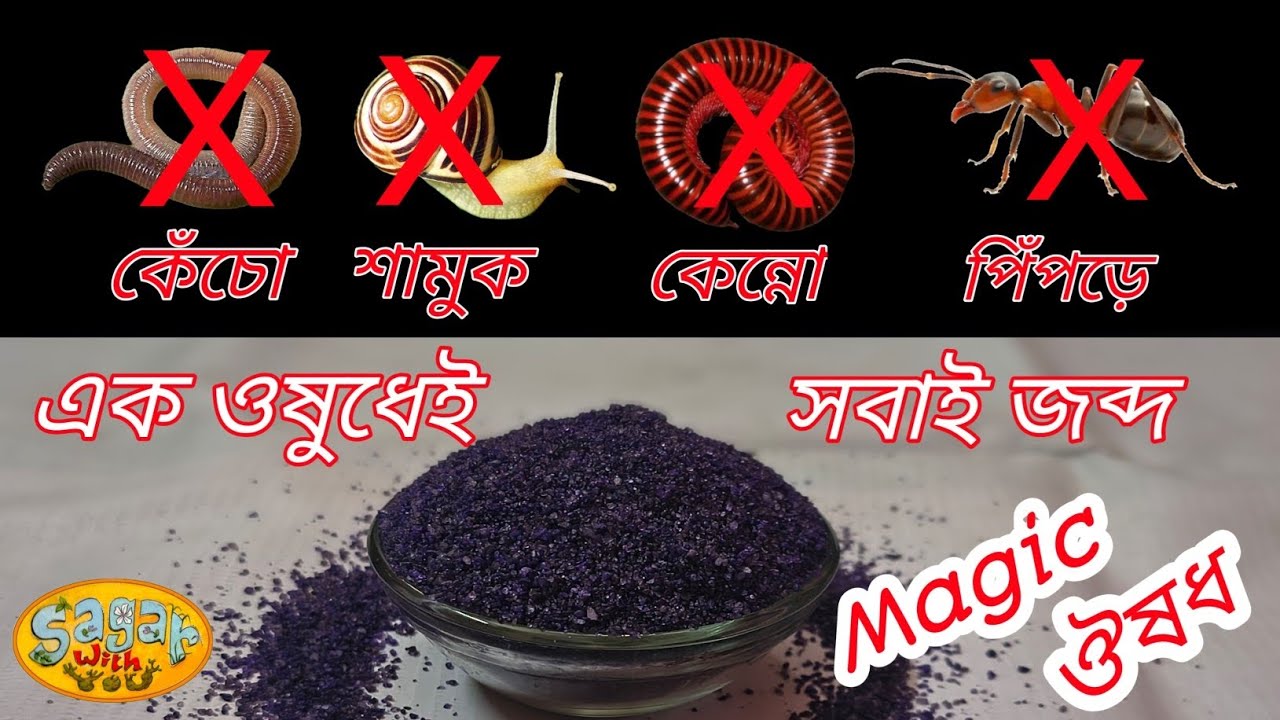 বাগানের সমস্ত পোকামাকড় তাড়ানোর মহৌষধ || Great Remedy To Repel All Types Of Insects In The Garden.