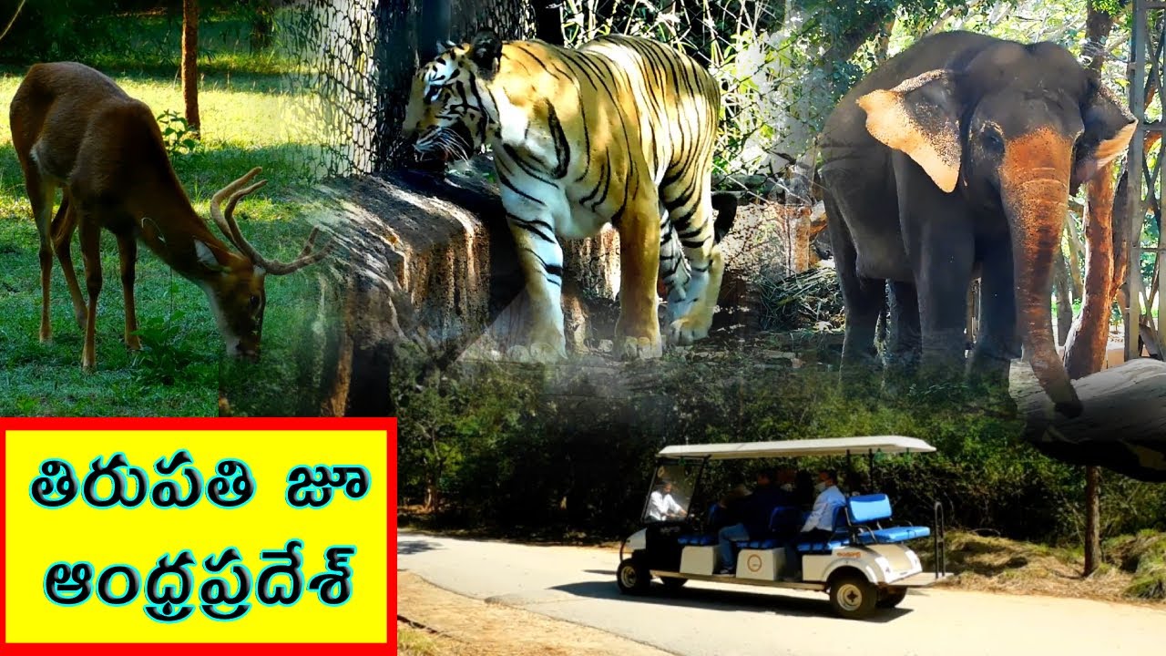 Tirupati Zoo - Sri Venkateswara Zoological Park - 94 % Animals covered - ComeTube Exclusive Video