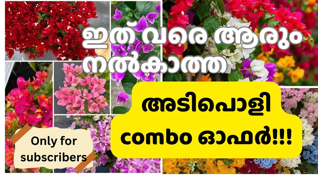 Hybrid Bougainville Super combo for subscribers#combooffer#bougainvilleacombo#hybridbougainvillea
