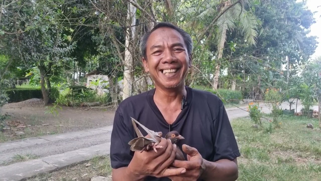 merpati ekor ngawet dan karakternya