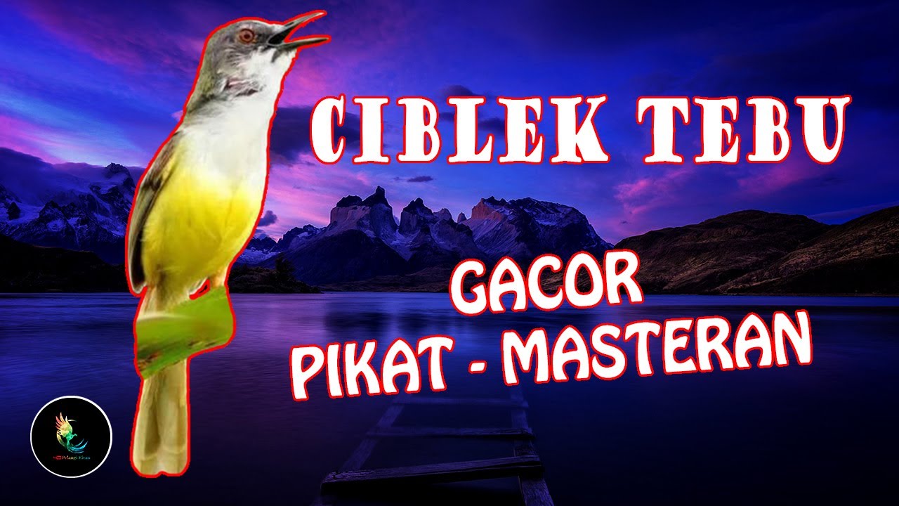 Masteran Ciblek Tebu Gacor, Pancingan Ciblek Ampuh