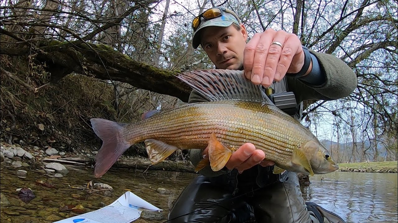 Podzim v Alpách a zlatí Lipani / Autumn in Alps and golden Grayling 2022