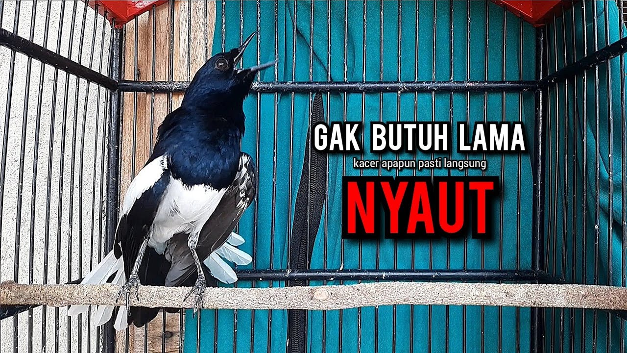 kacer gacor NGEPLONG tarung ini paling ampuh buat PANCINGAN KACER agar EMOSI NYAUT