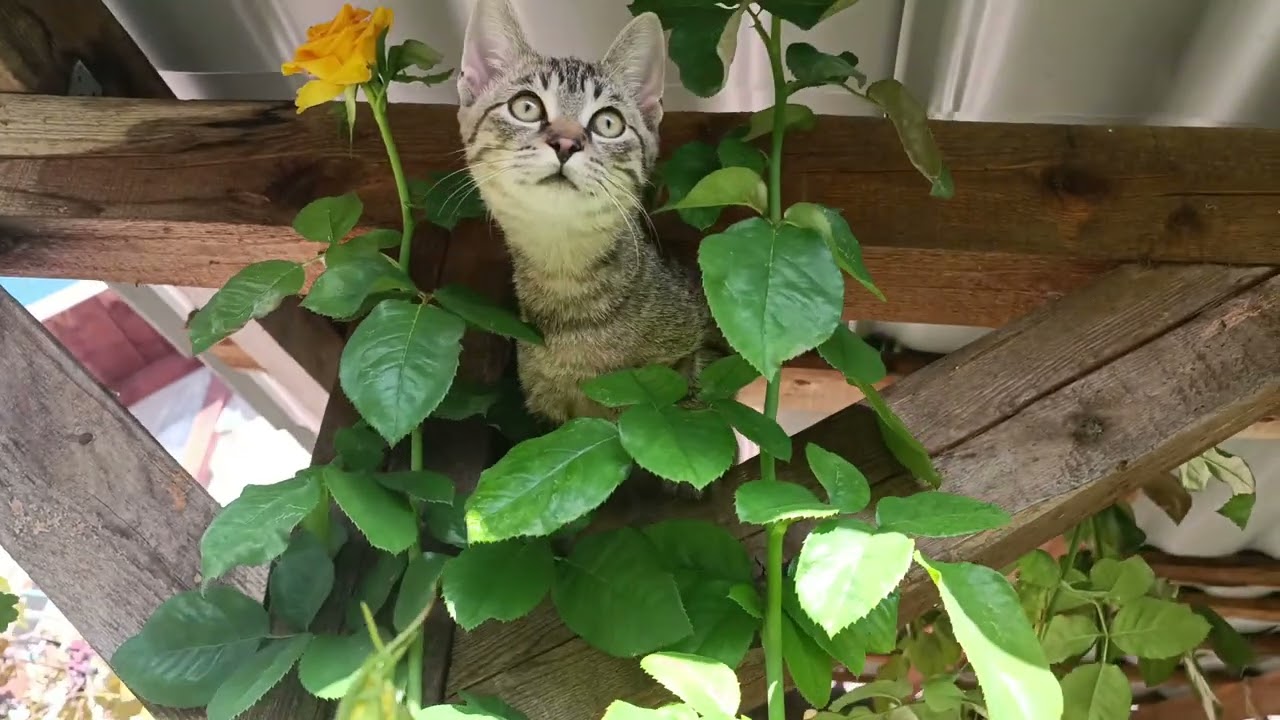 Max's adventure 😺 continues in his kingdom of roses🌹