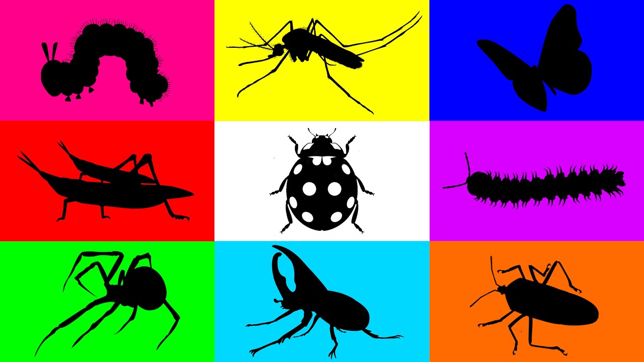 Insect: Caterpillar, Mosquito, Grasshopper, Ladybugs, Hercules Beetle, Yellow Spot Millipede, Spider
