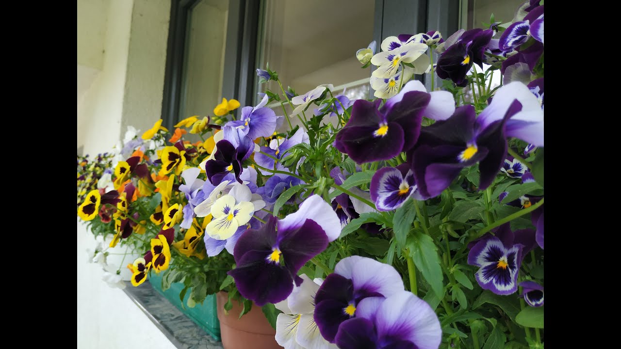 Jak pielęgnować bratki aby kwitły od wiosny do jesieni ?