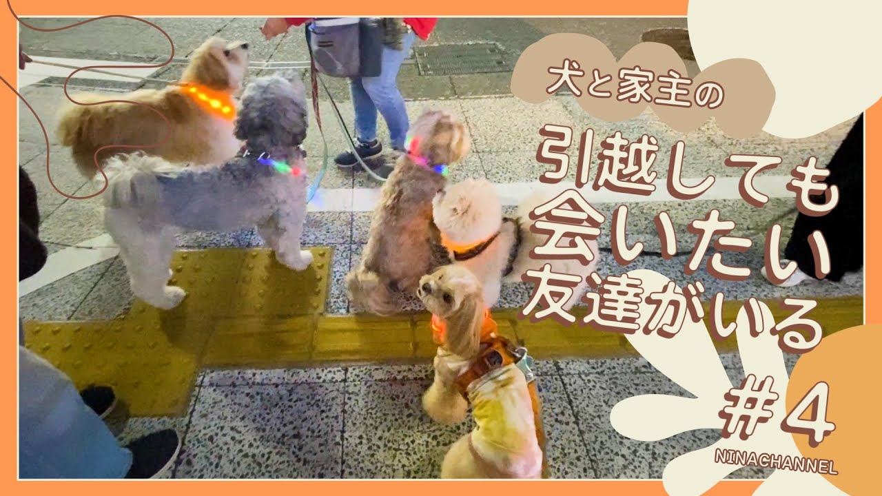 【マルプー】引っ越しても、会いたい友達がいる🐶