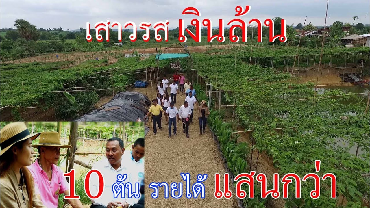 เสาวรสเงินล้าน เริ่มจากแค่ 10 ต้น ทำเงินแสนกว่าบาท