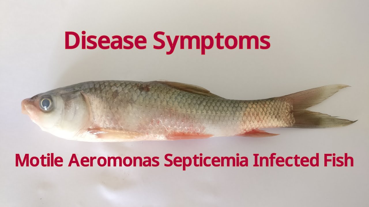 Motile Aeromonas Septicemia infected fish (Labeo rohita)