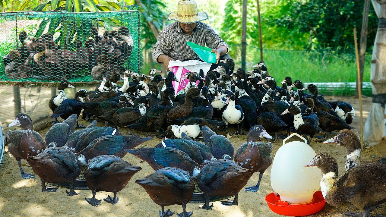 2025 Muscovy Duck Enrichment Activities: Keeping Your Ducks Happy & Healthy Daily