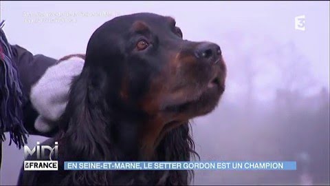 Le Setter Gordon : un champion en Seine-et-Marne