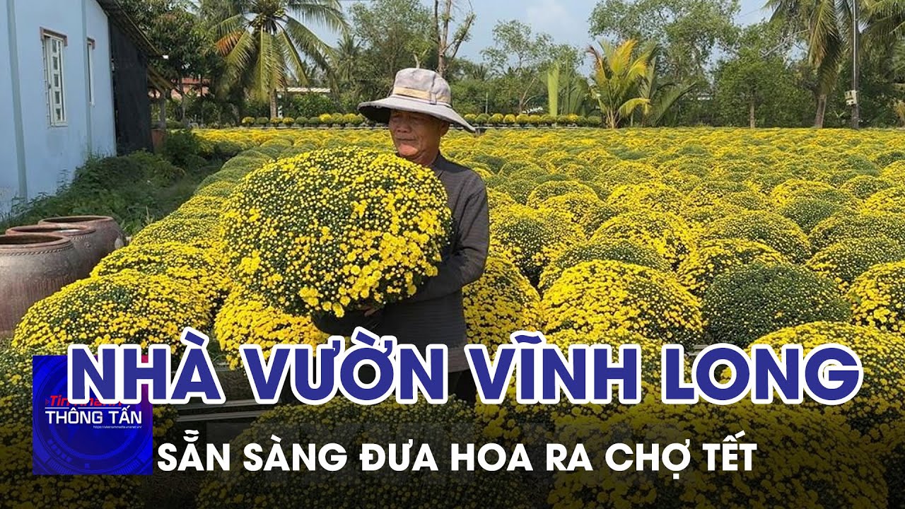 Nhà vườn Vĩnh Long sẵn sàng đưa hoa ra chợ Tết | Tin nhanh Thông tấn