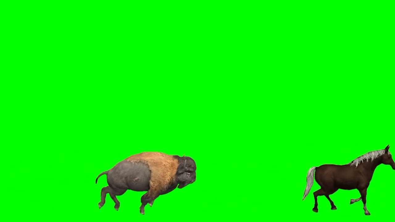 Wildlife Animals Stampede Running And  HD Animals Green Screen | Stampede Green Screen