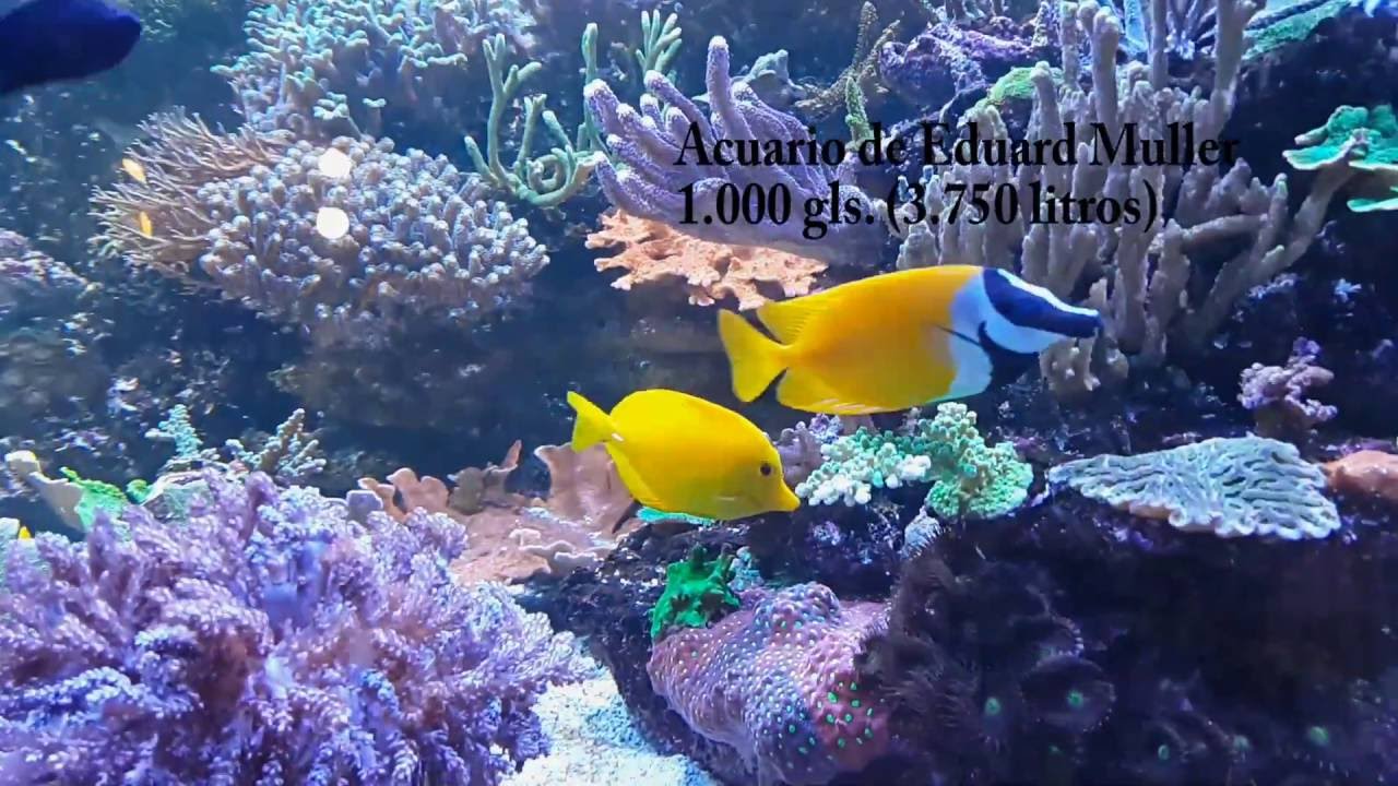 Acuario de Eduard Muller