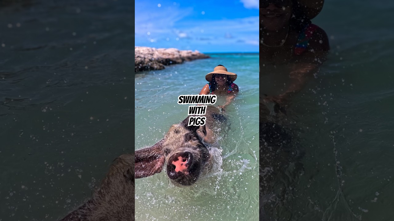 Swimming with pigs at Coco Cay! #royalcaribbean #iconoftheseas
