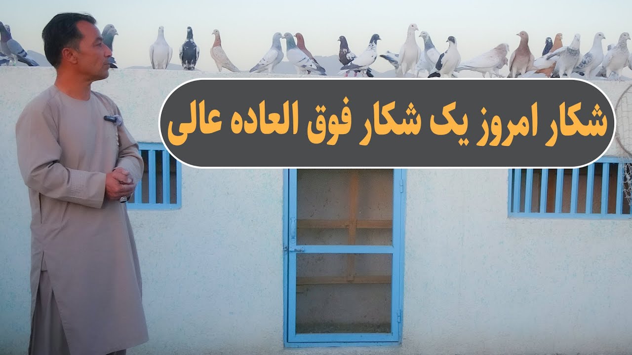 0368 / شوق امروز یک شکار فوق العاده عالی / Afghan Shaeqi