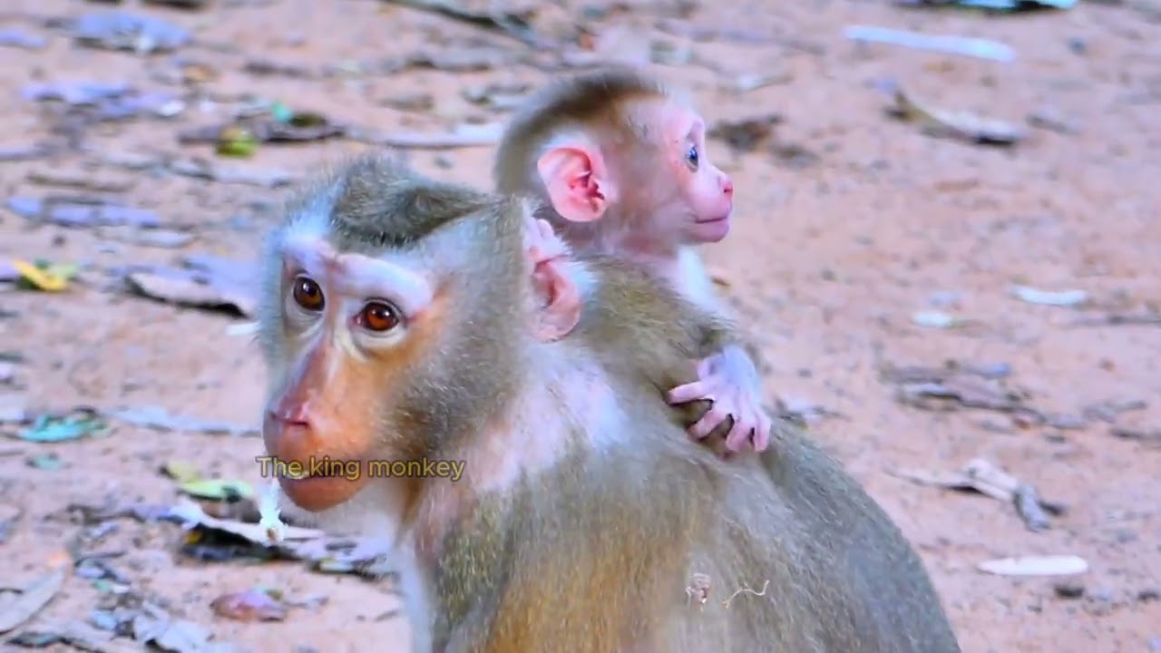 Oh my god , Cute baby LEO tell his mom , he is her baby  1080p