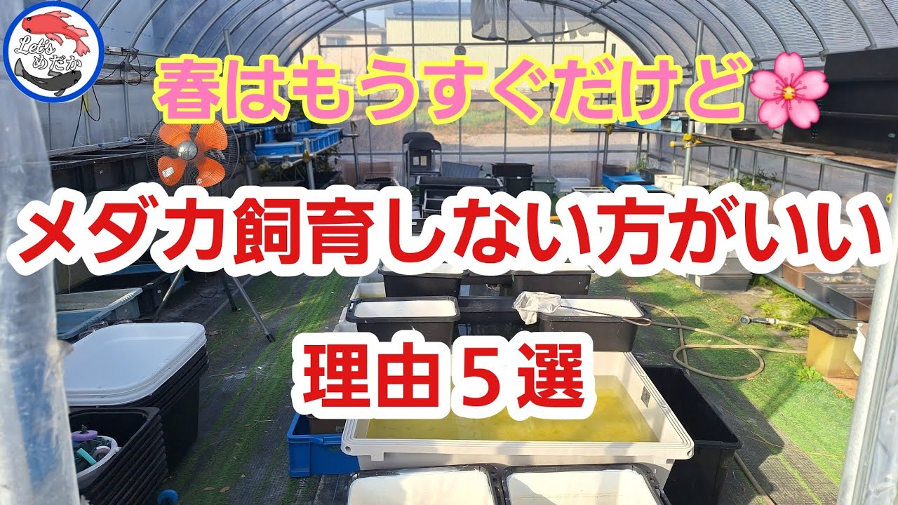 【初心者必見】気をつけないなら飼ったらあかん！