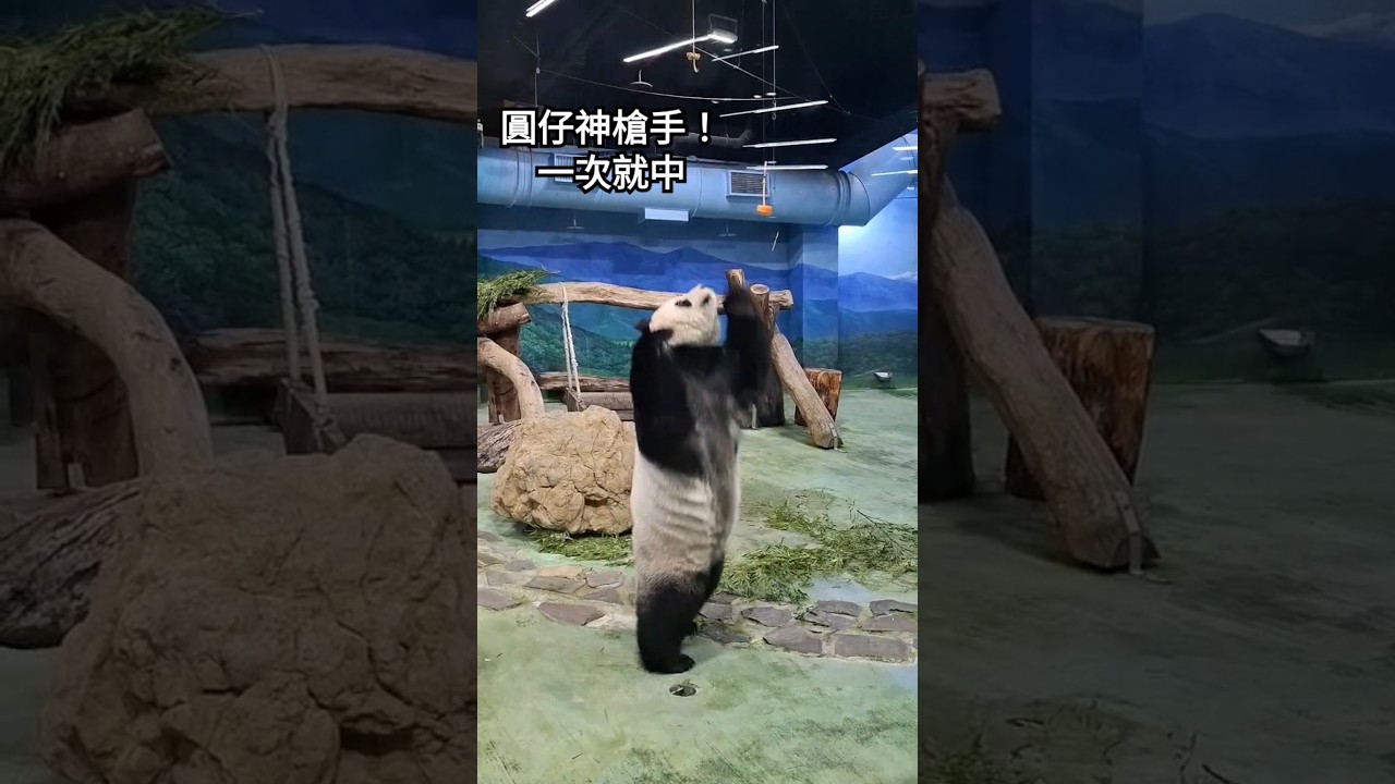 圓仔神槍手 一次就擊中蘿蔔 #panda #yuanzai #taipeizoo #可愛 #熊貓