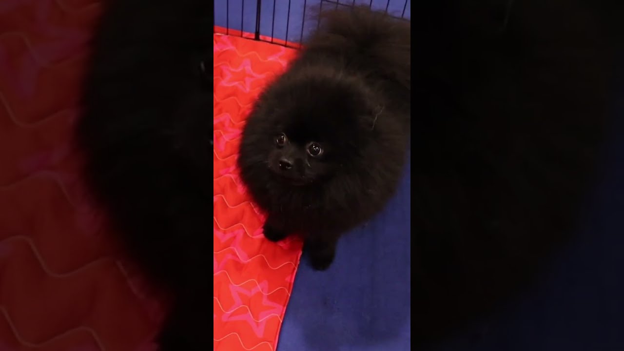 #spitz #pomeranian #pomeranianpuppy meravigliosi🐾🐾