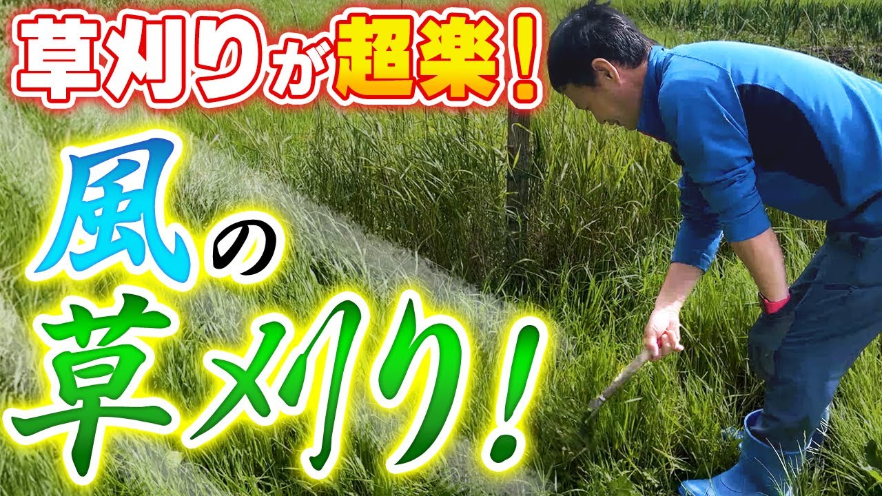 【自然栽培248】鎌一本で出来る！風の草刈り！草が安定するよ。