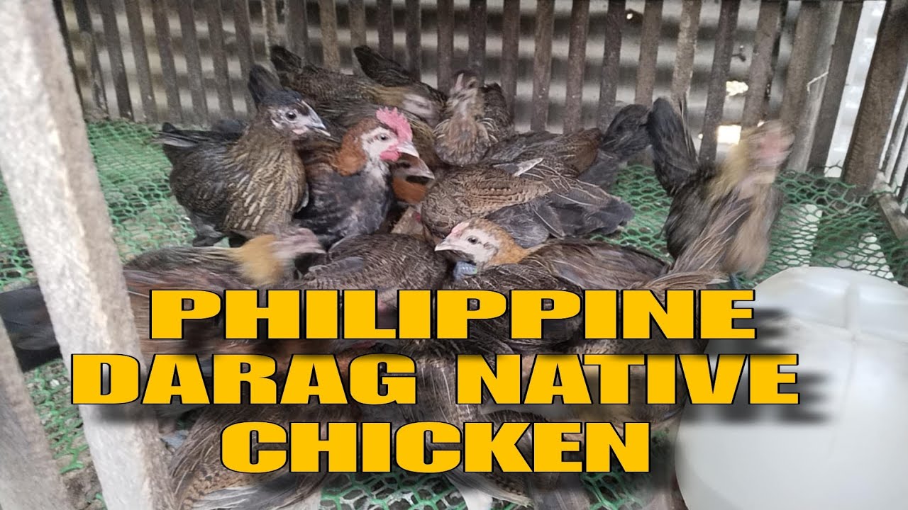 PHILIPPINE DARAG NATIVE CHICKEN IN DEMAND AT MALAKI ANG KITA.