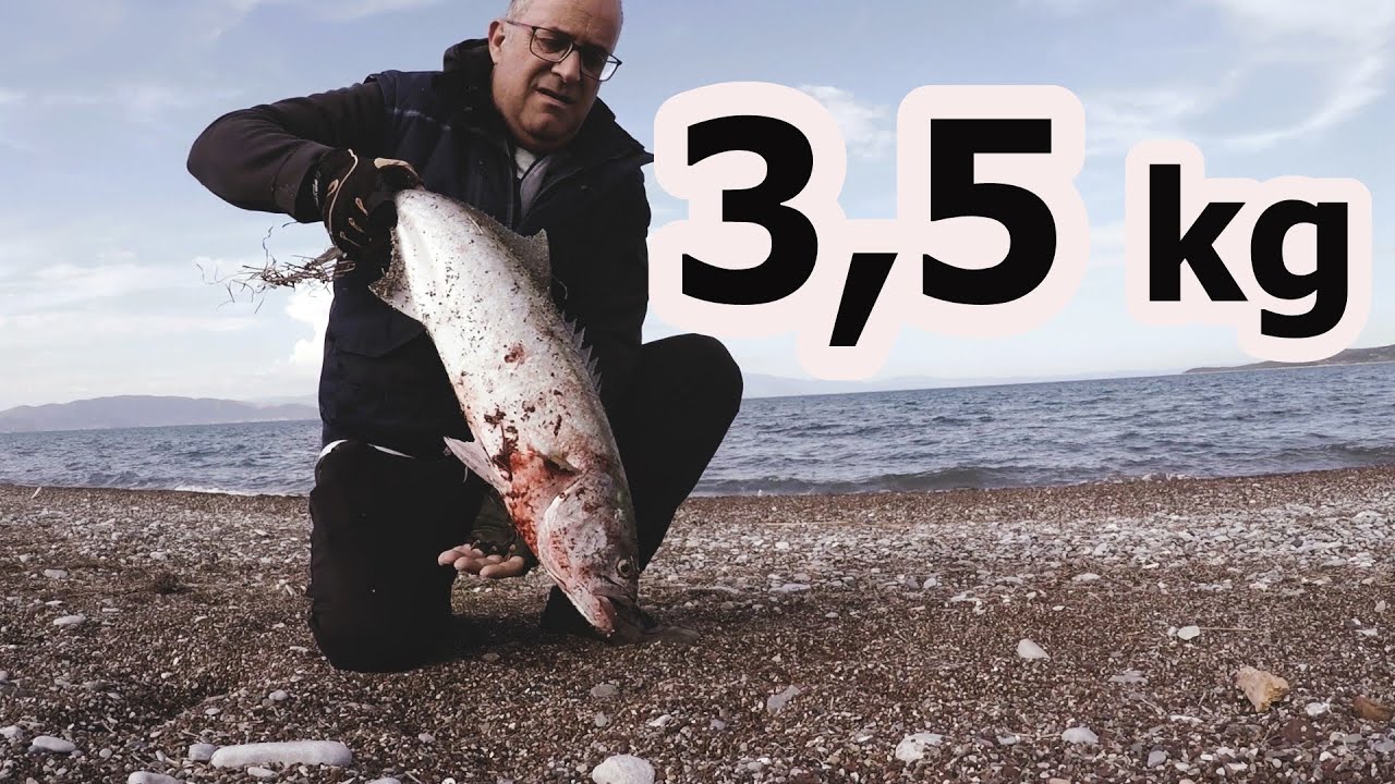 ΔΥΝΑΤΟ ΓΟΦΑΡΙ ΣΤΟ SPINNING ΜΕ ΤΗΝ ΠΡΩΤΗ ΒΟΛΗ–AMAZING BLUEFISH HOOKED IN FIRST CAST