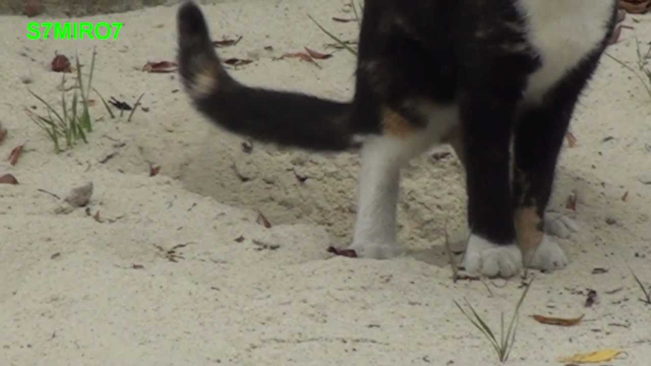 KOT SRA DO PIASKOWNICY ,,2''.mp4