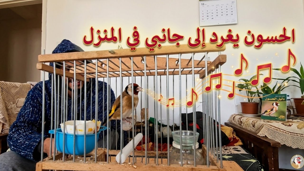 🎶🐦 استمتع بأجمل تغريد لطائر الحسون داخل المنزل