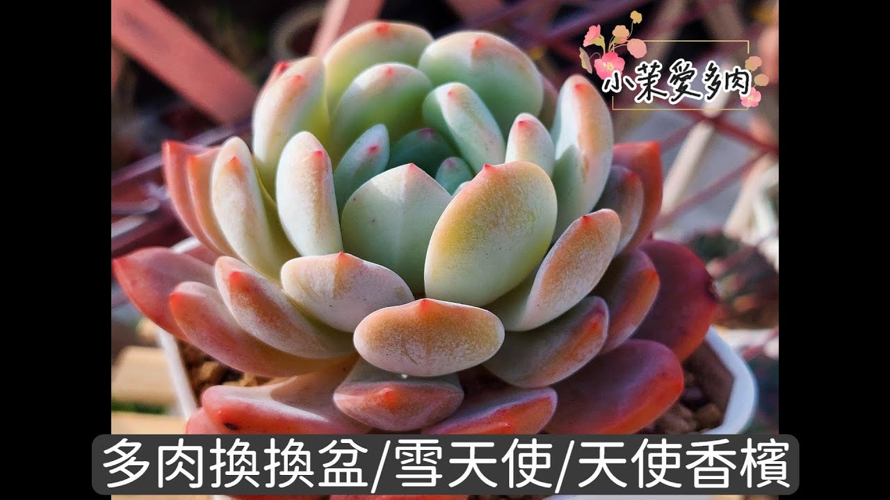 多肉換換盆/雪天使/天使香檳/才剛剛夏天多肉顏色就醜兮兮|多肉植物|小茉愛多肉|