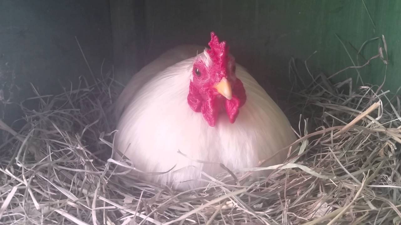 Broody Rooster