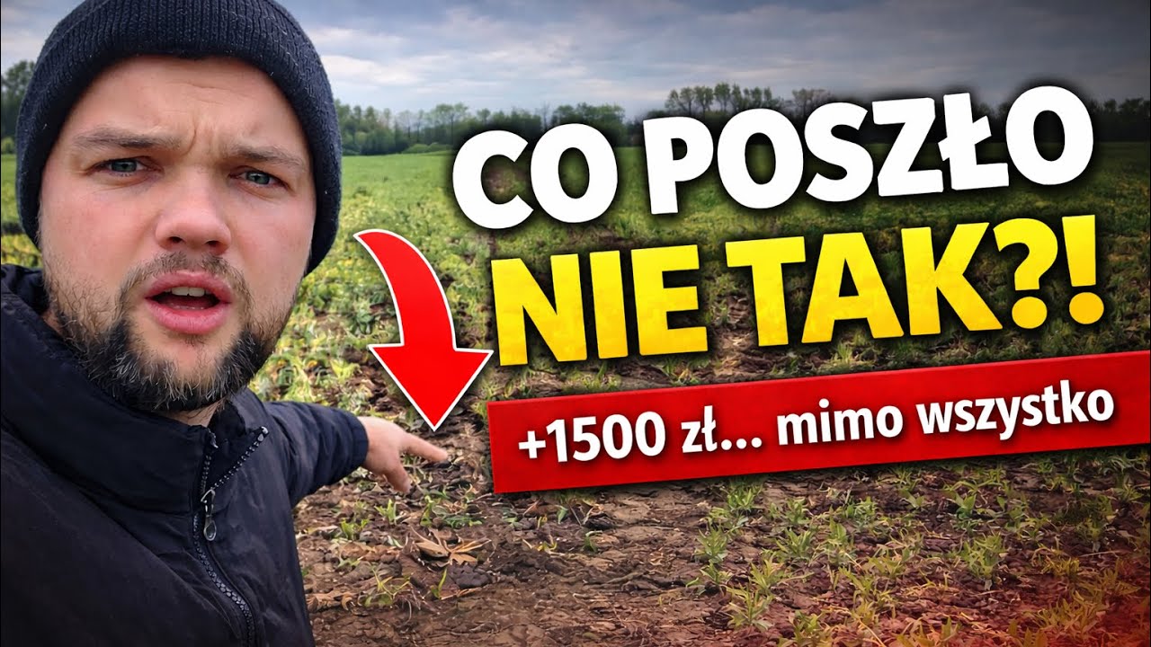 ILE MOŻNA ZAROBIĆ NA STRĄCZKACH ? GROCH I ŁUBIN 2026