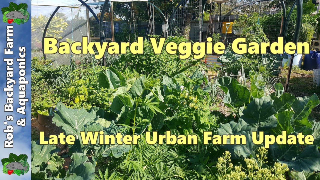Backyard Veggie Garden - Late Winter Urban Farm Update