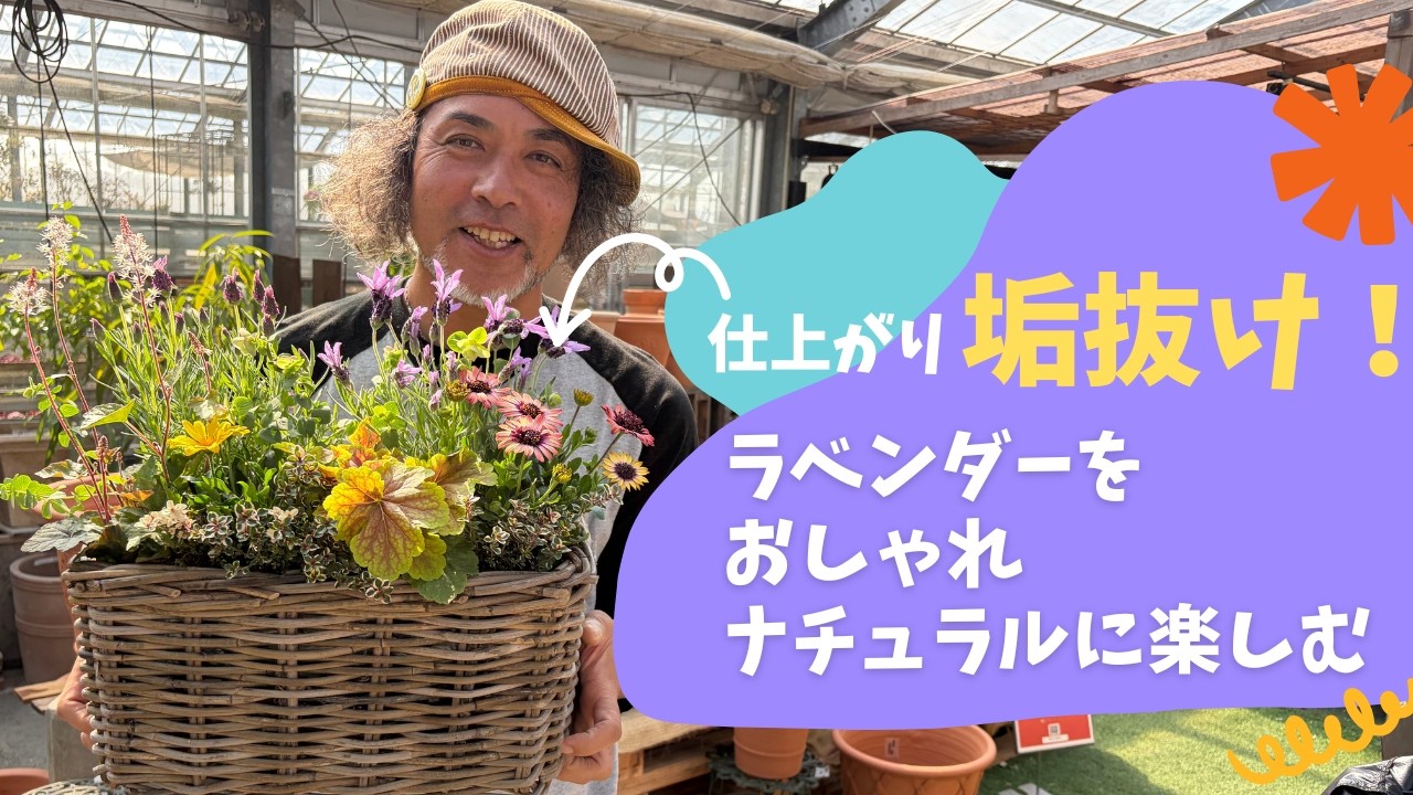 ラベンダー寄せ植え2026！春を彩るガーデニングに必須のラベンダーをおしゃれ＆ナチュラルに楽しむ寄せ植え作り♬
