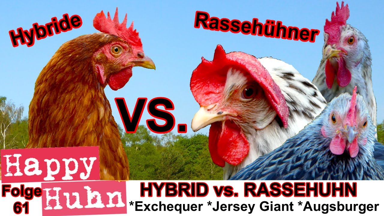 E61 Rasseh&uuml;hner vs. Hybrid H&uuml;hner - HAPPY HUHN - H&uuml;hnerrassen im Vergleich - Ein Direktvergleich